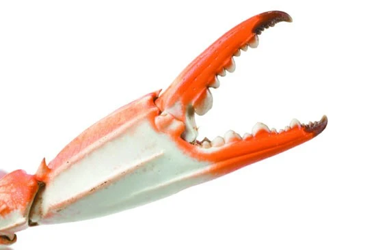 TENAZA DE MARISCO