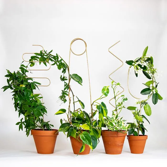 Tutor para Plantas Dorado Squiggle