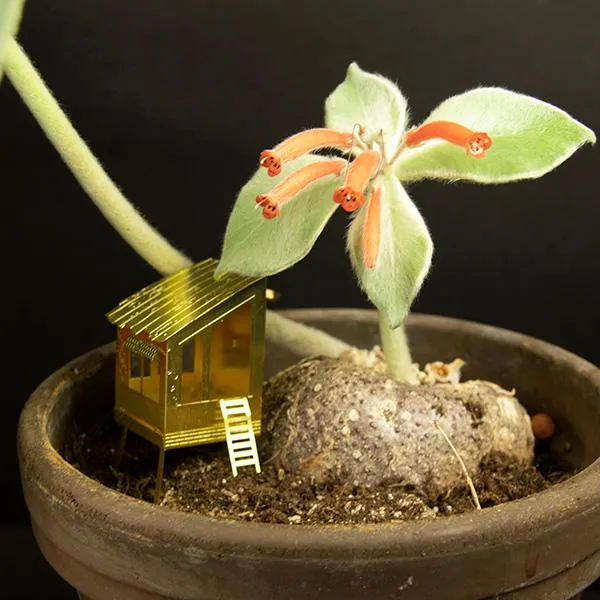 Pequeña Casa En El Árbol Para Tus Plantas
